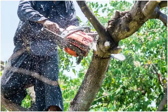 tree services Lehi